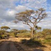  Lake Manyara, TZ